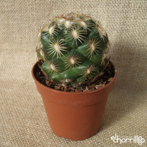 Coryphantha radians