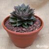 Echeveria purpusorum