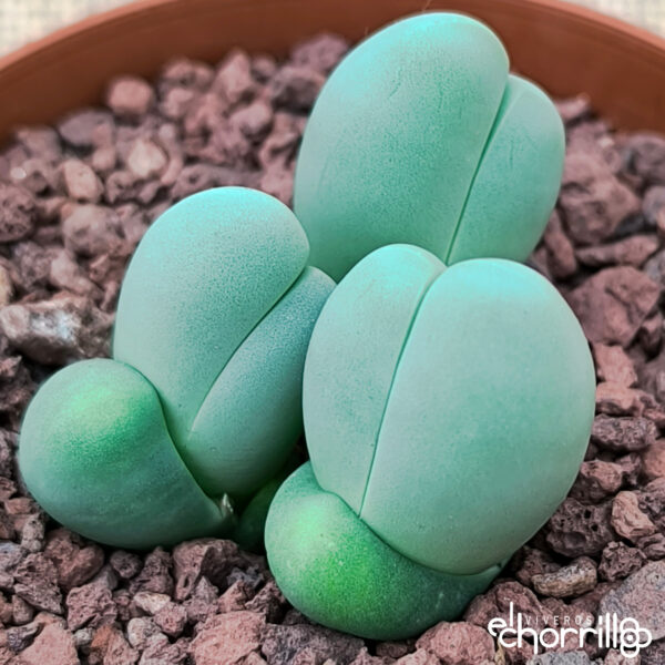 Gibbaeum heathii - Imagen 2
