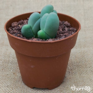 Gibbaeum heathii