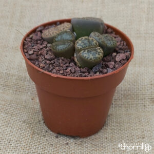Lithops colonia