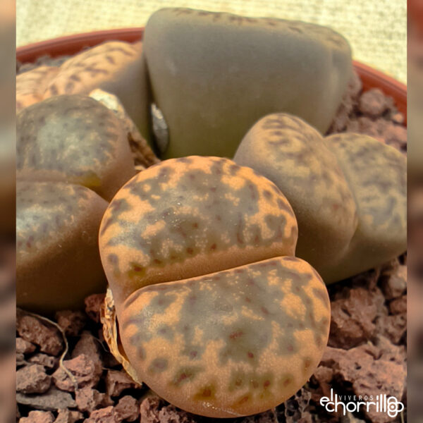Lithops colonia - Imagen 2
