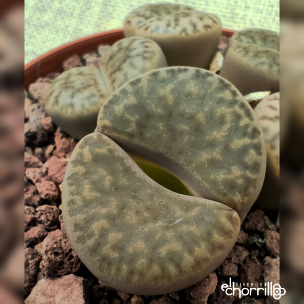 Lithops colonia - Imagen 3