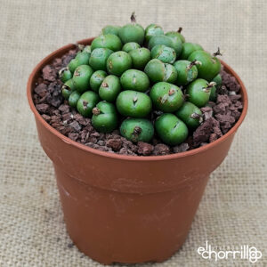 Conophytum colonia