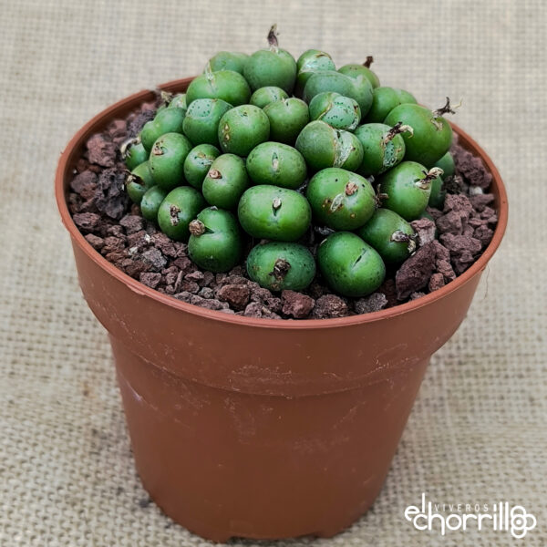 Conophytum colonia