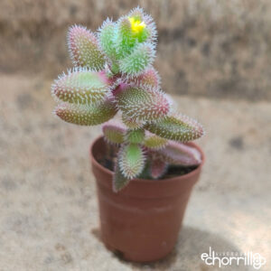 Delosperma echinatum