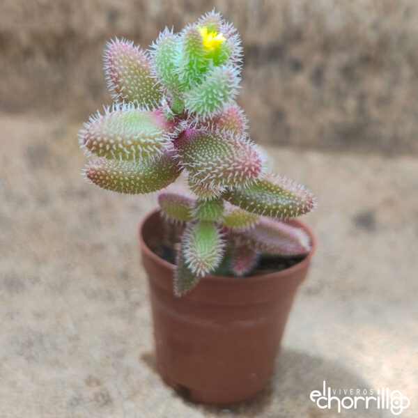 Delosperma echinatum