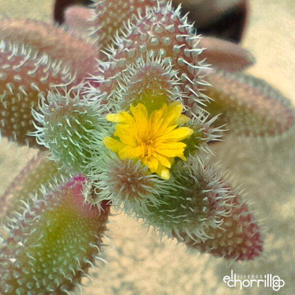 Delosperma echinatum - Imagen 2