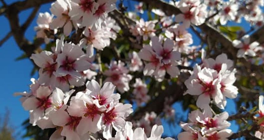 almendro 6
